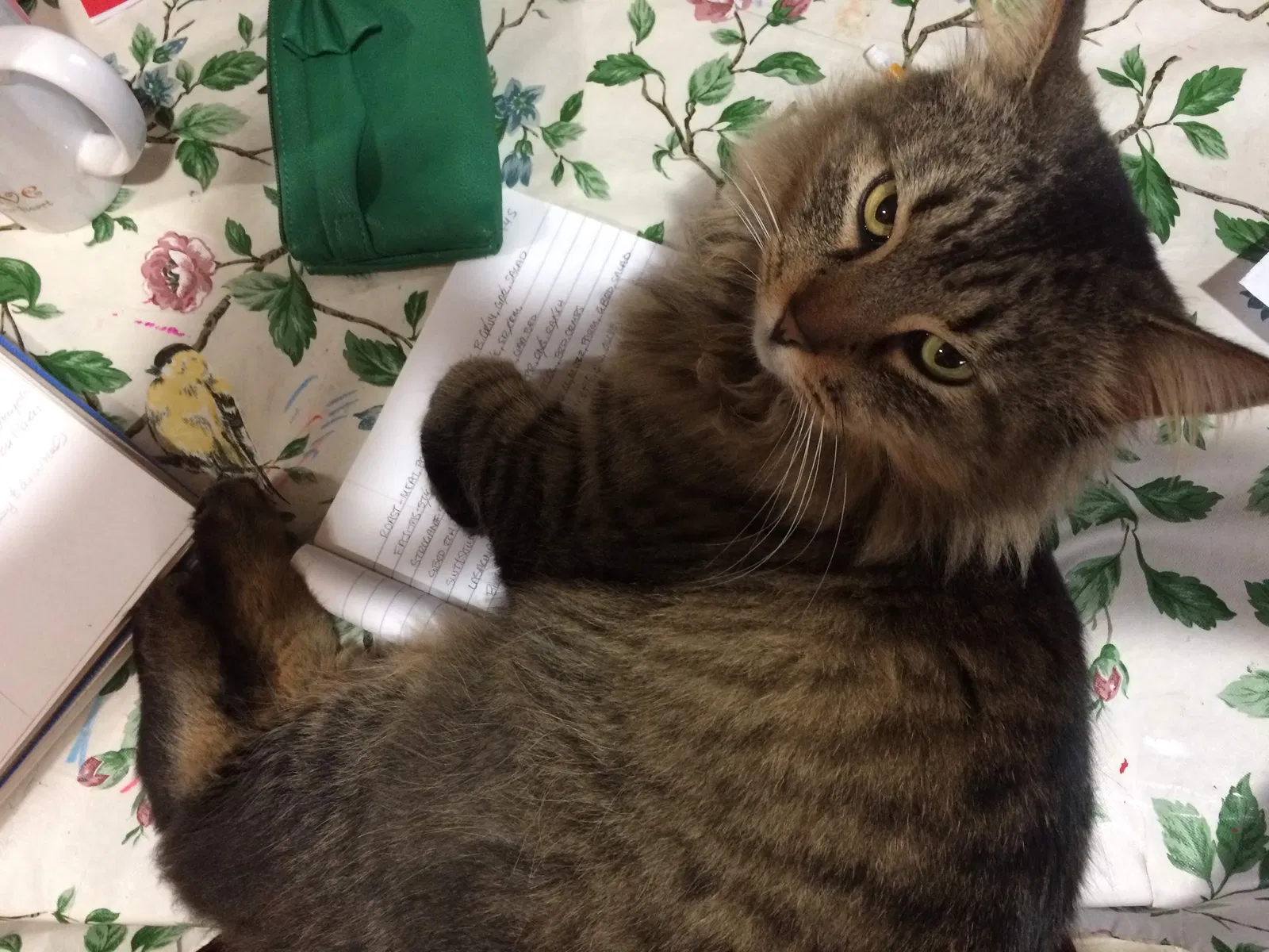 Lost cat in Burton, MI, 48519