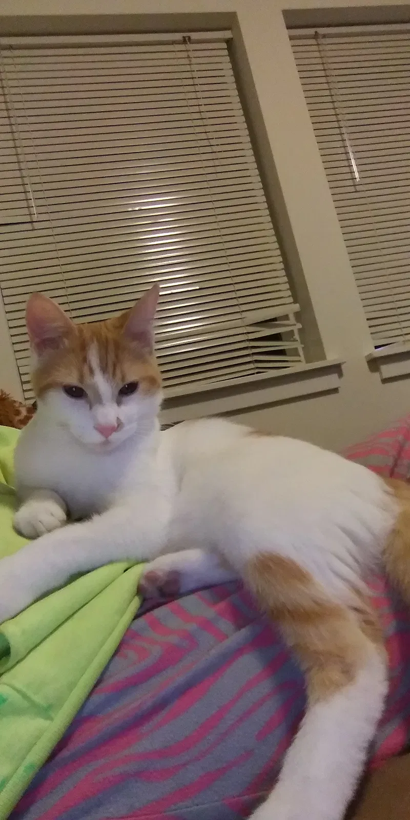 Lost cat in Junction City, OR, 97448
