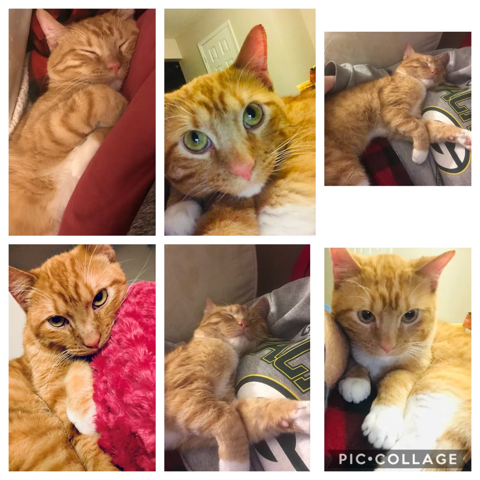 Lost cat in Kansas City, MO, 64154
