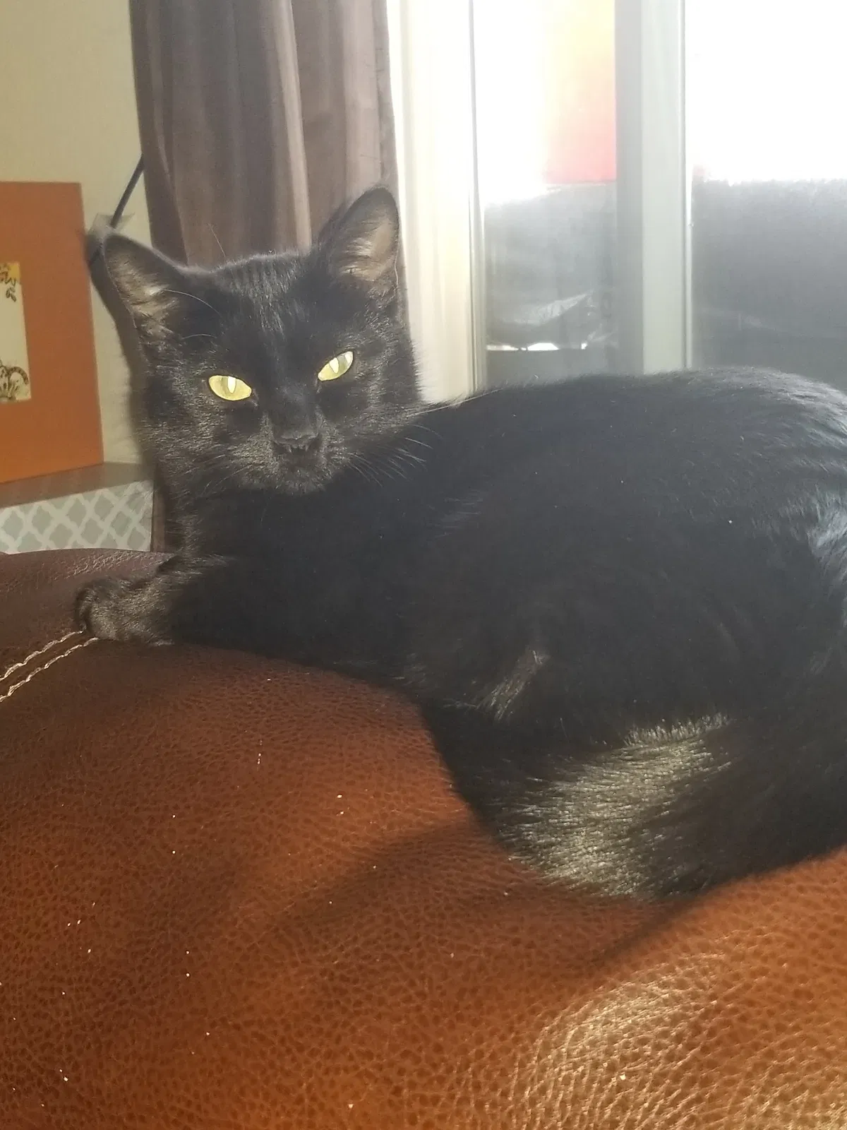 Lost cat in Arvada, CO, 80004