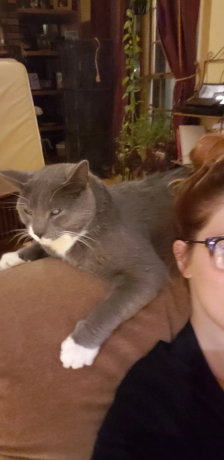Lost cat in Saint Louis, MO, 63129