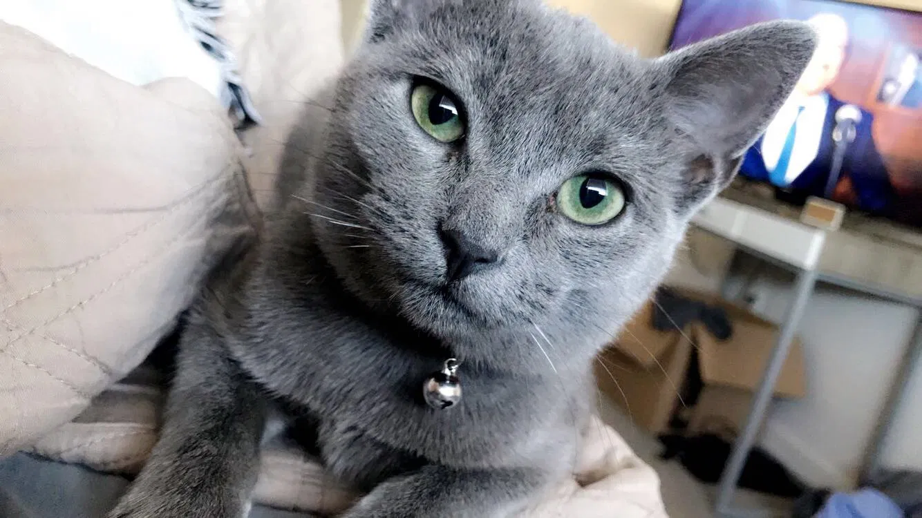 Lost cat in College Station, TX, 77840