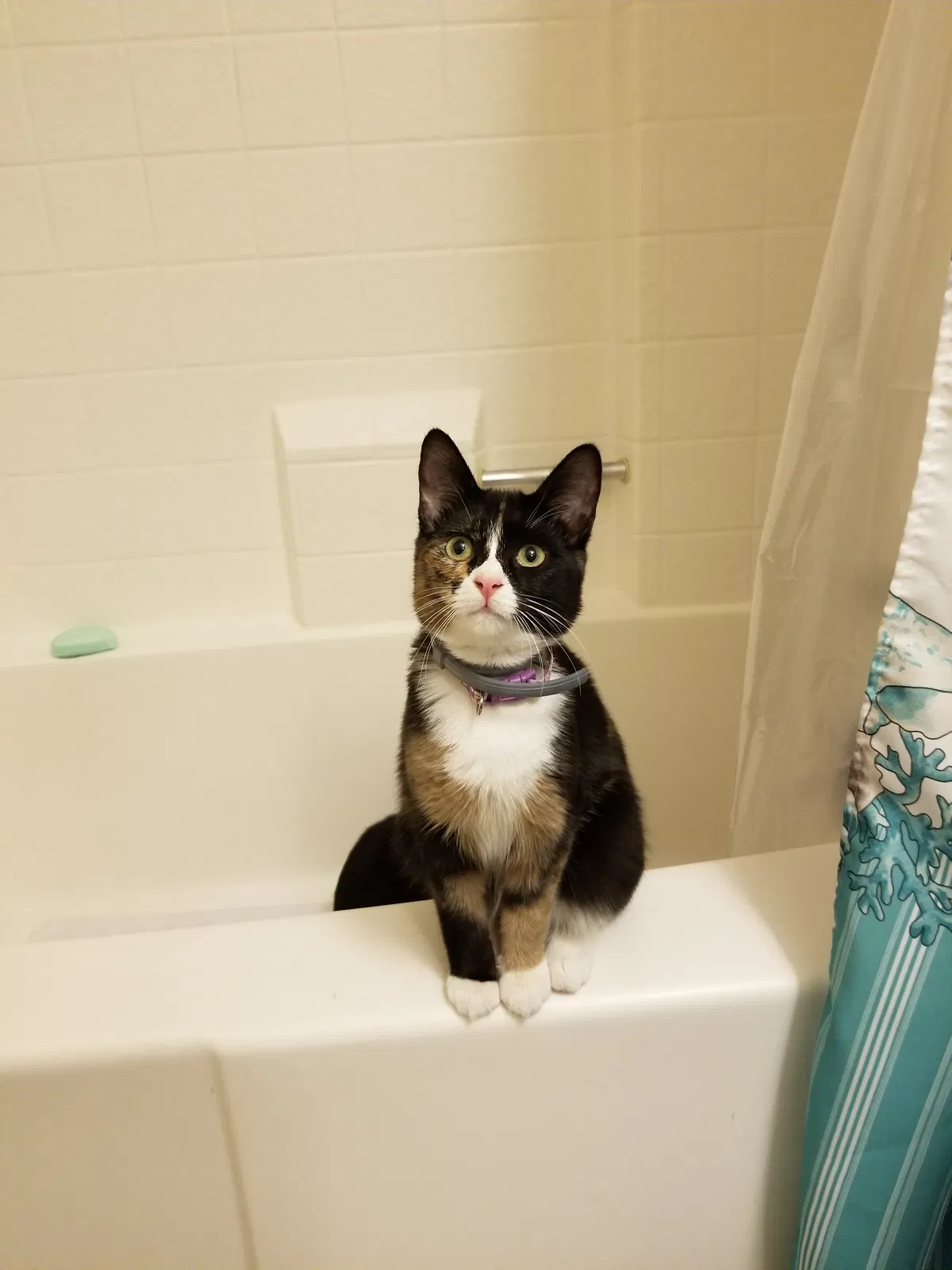 Lost cat in Chula Vista, CA, 91910