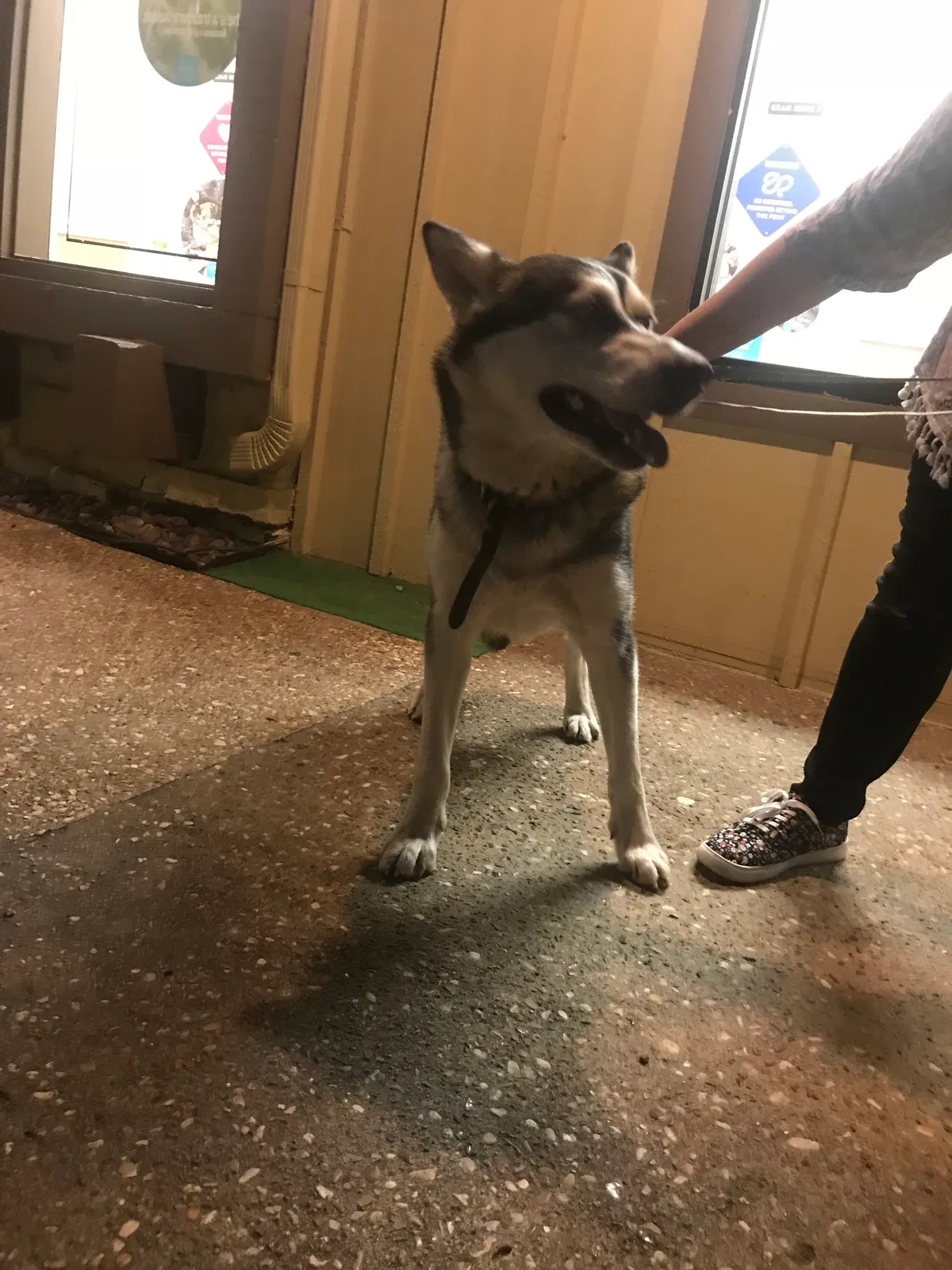 Found dog in Tulsa, OK, 74104