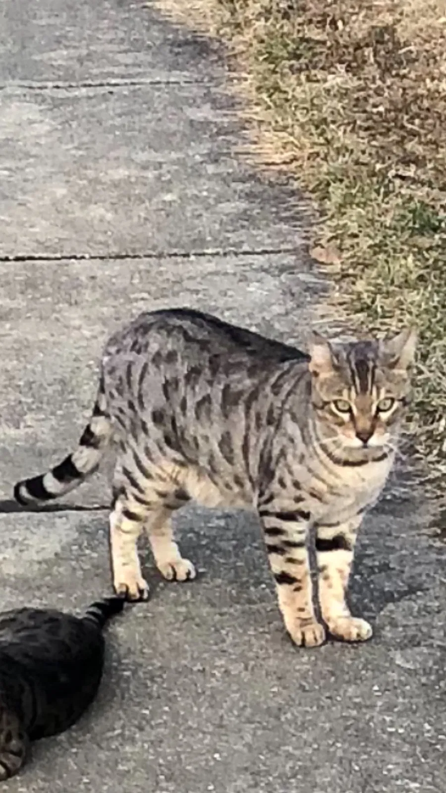 Lost cat in Rockville, MD, 20853