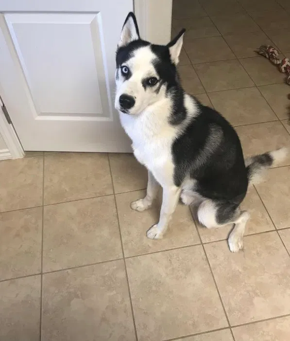 Lost dog in Laredo, TX, 78046