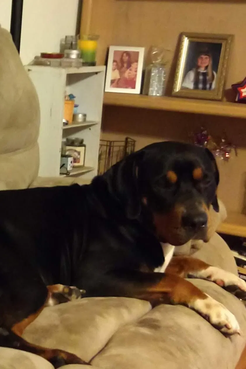 Lost dog in Ocala, FL, 34479