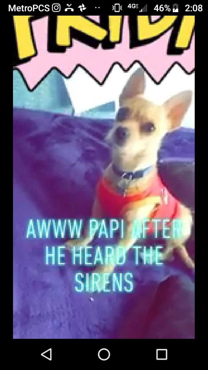 Lost dog in Sun Valley, CA, 91352