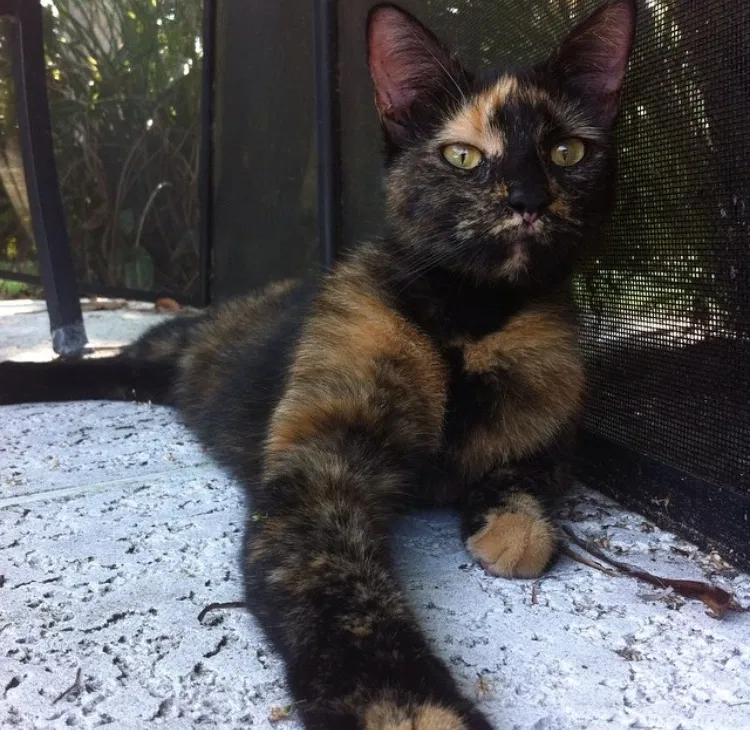Lost cat in Stuart, FL, 34994