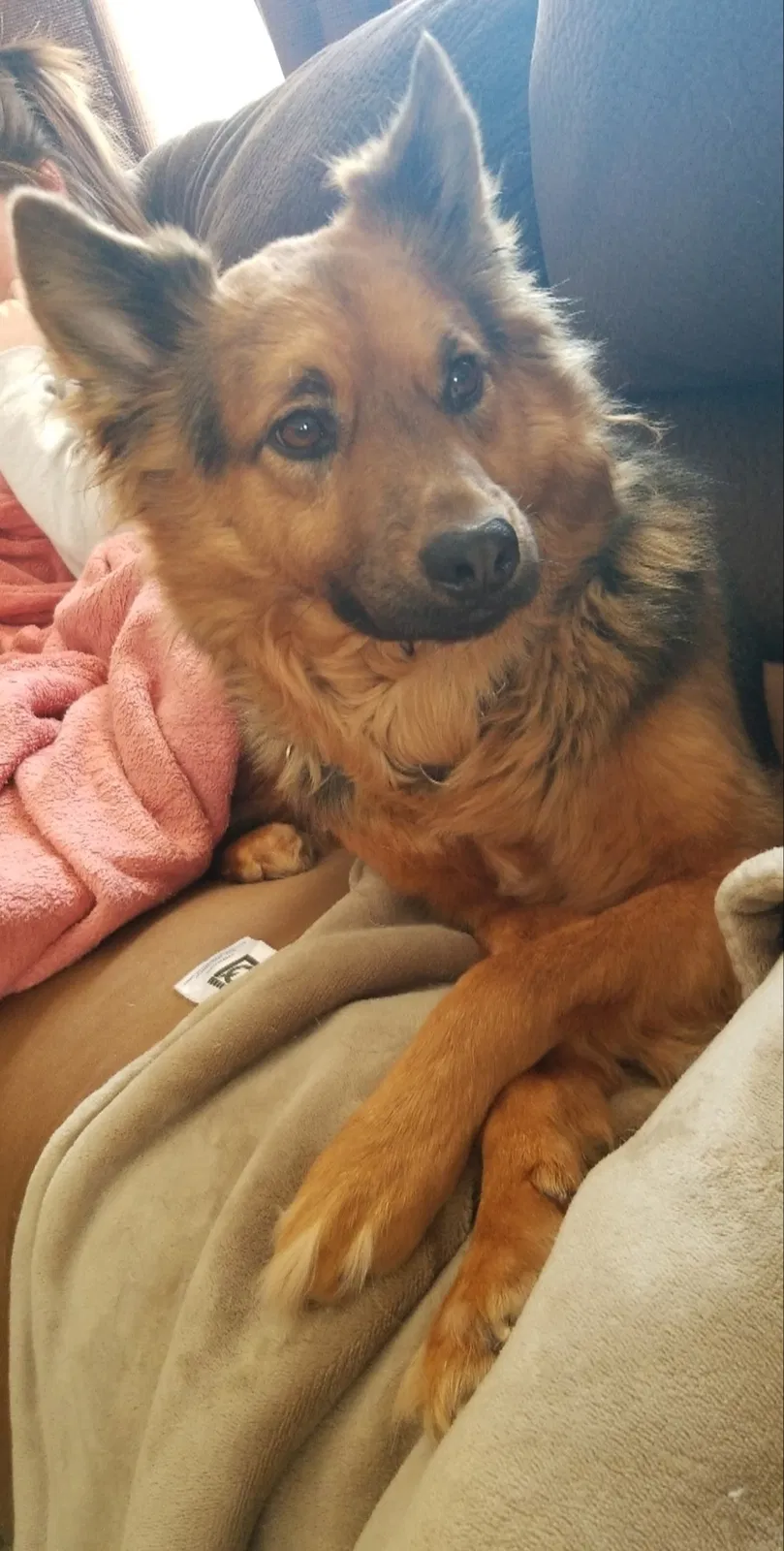 Lost dog in Sartell, MN, 56377
