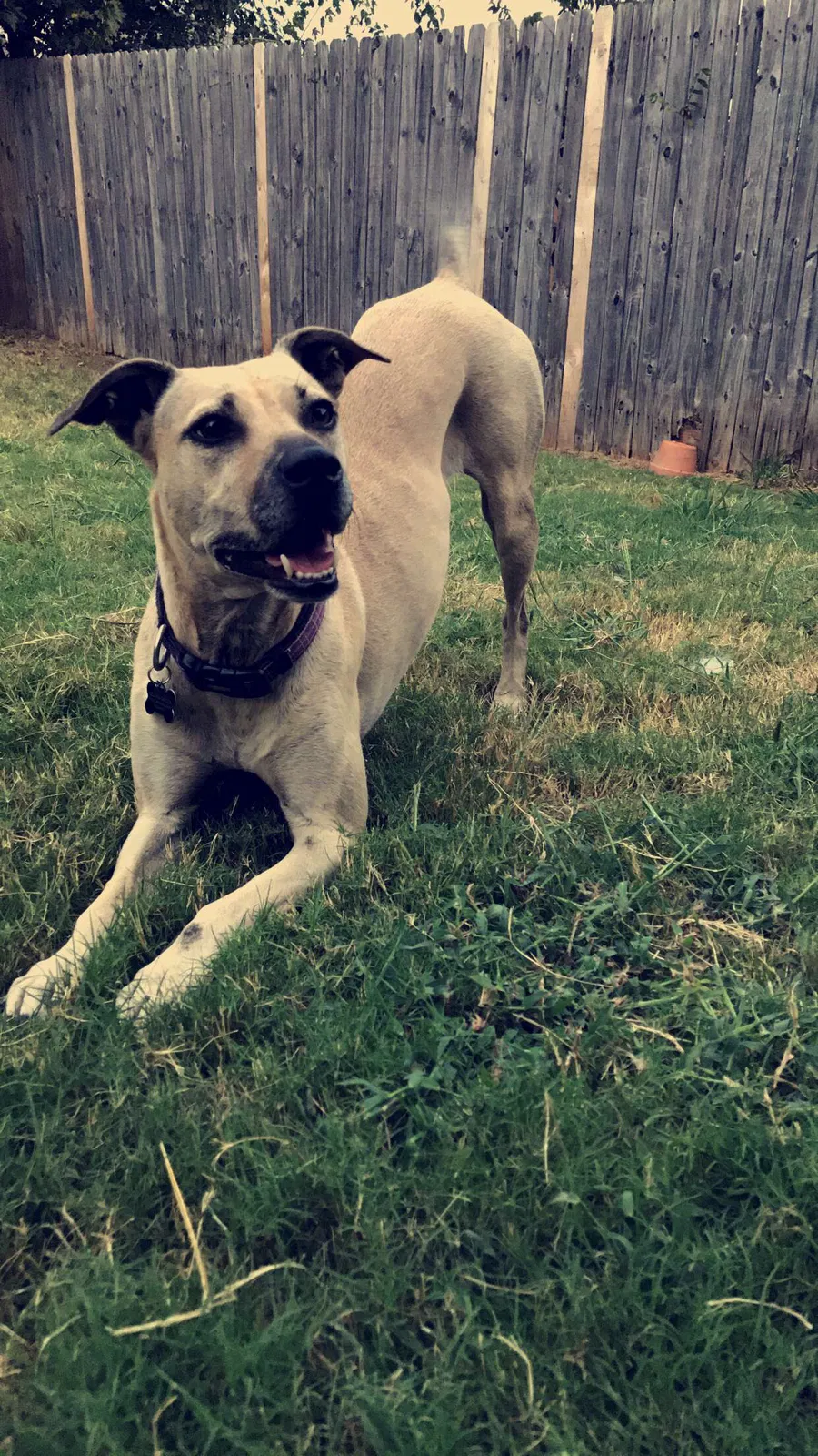 Lost dog in Denton, TX, 76209