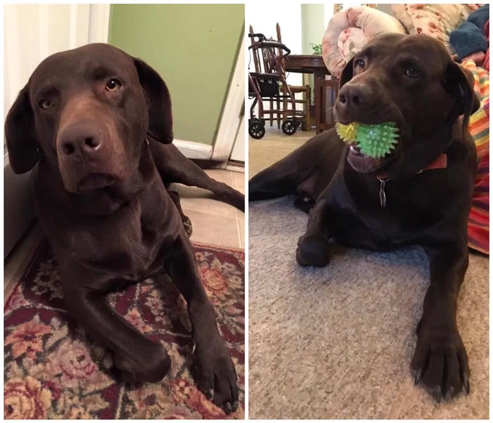Lost dog in Rydal, GA, 30171