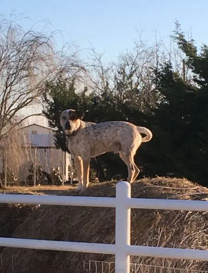Lost dog in Denton, TX, 76209