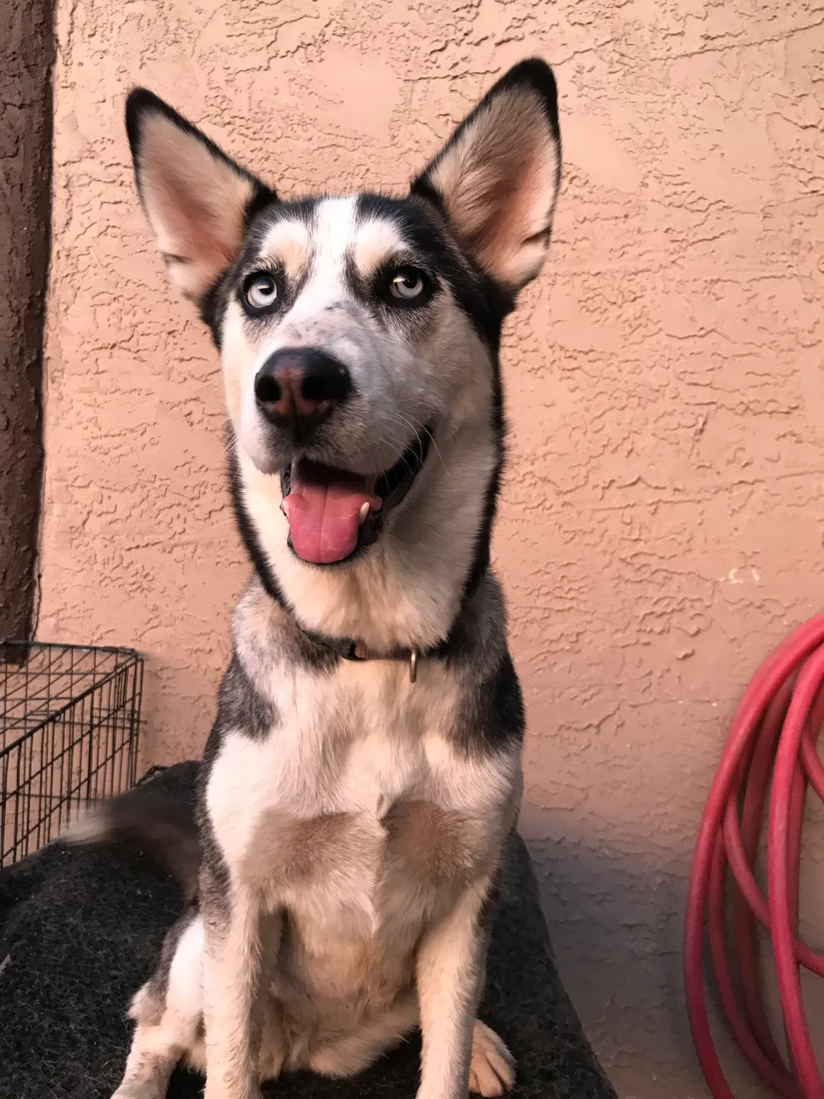 Lost dog in Santa Teresa, NM, 88008