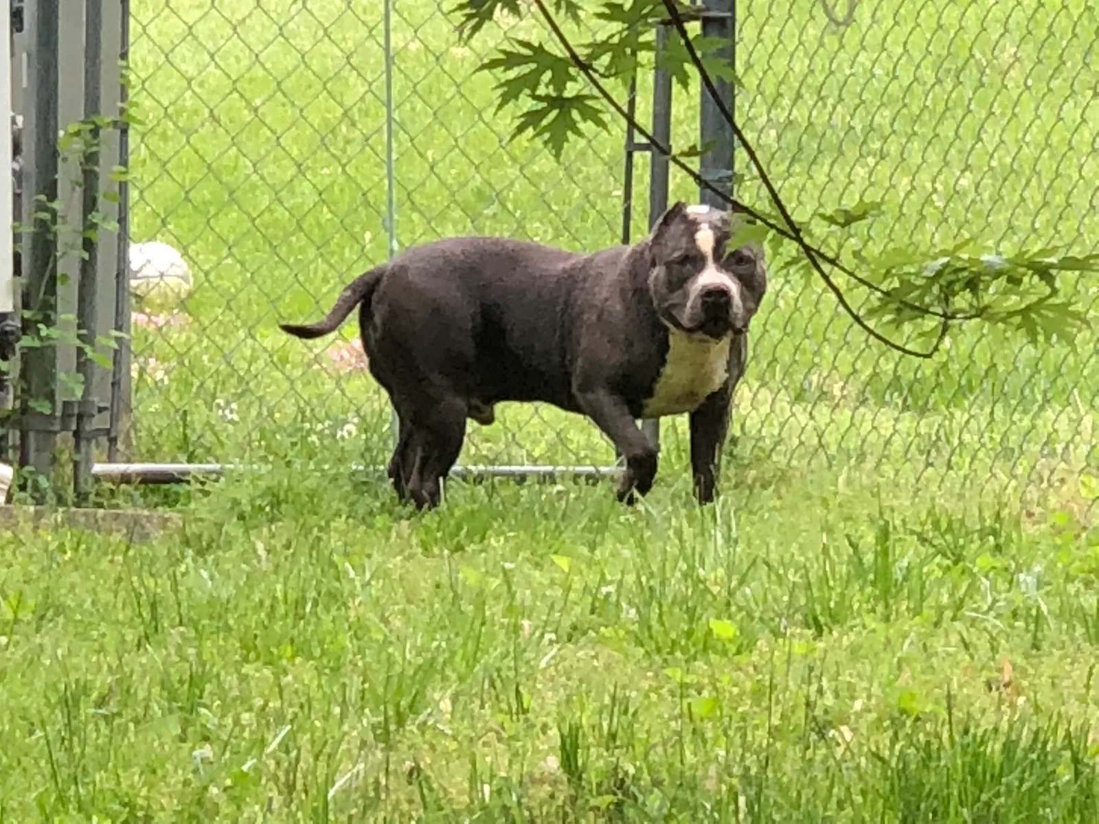 Lost dog in Burlington, NC, 27215