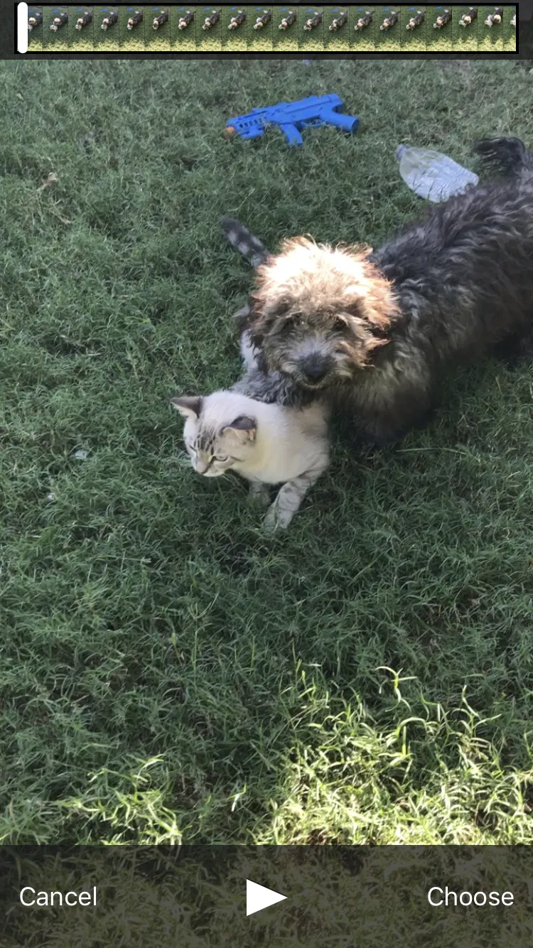 Lost dog in Dallas, TX, 75234