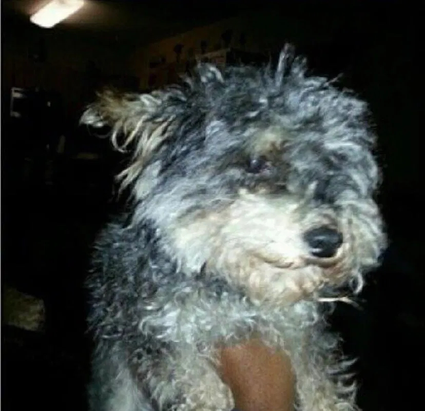 Lost dog in Pineville, NC, 28134