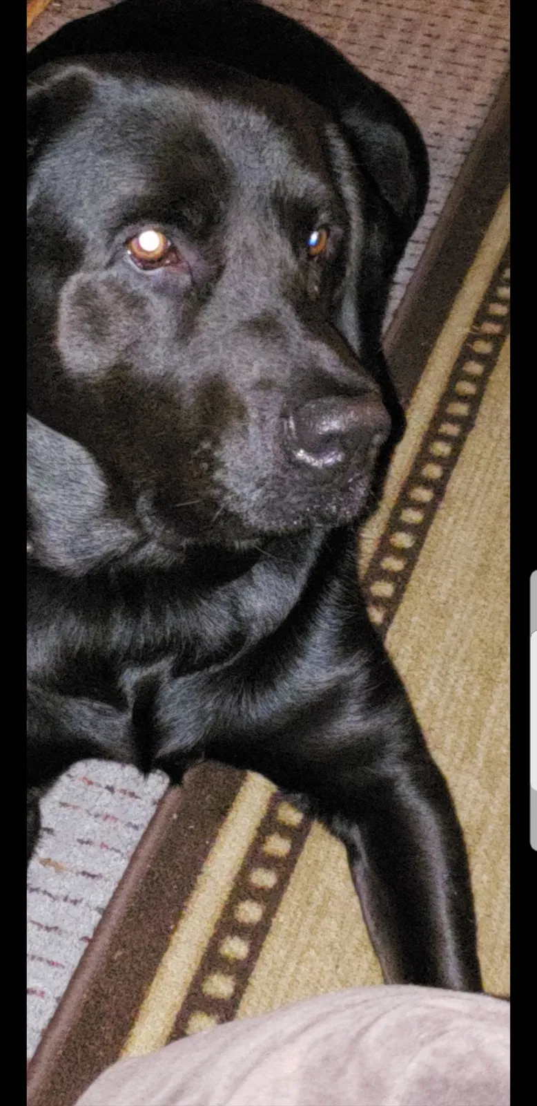 Lost dog in Suwanee, GA, 30024