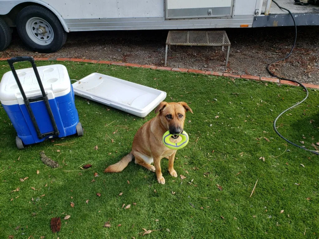 Lost dog in El Cajon, CA, 92021