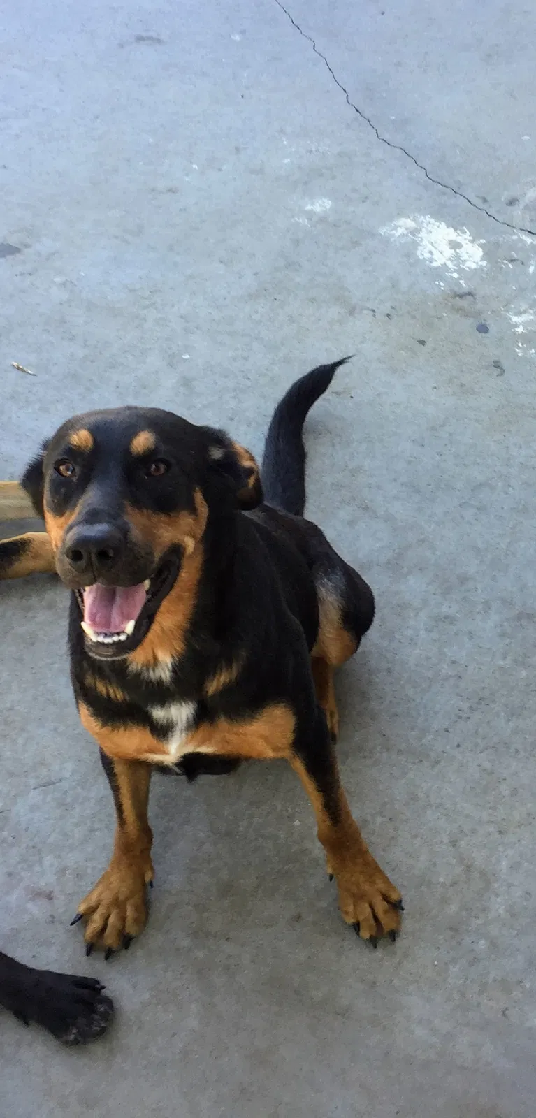Lost dog in Topeka, KS, 66610