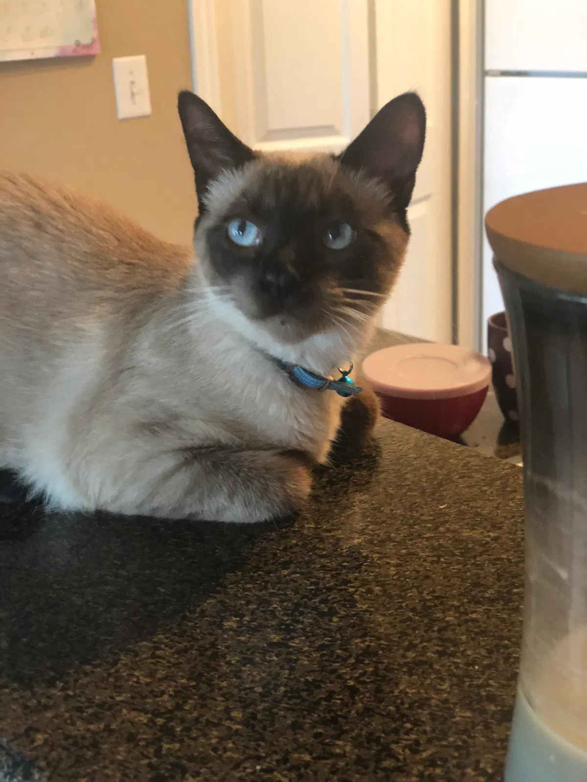 Lost cat in Round Rock, TX, 78664