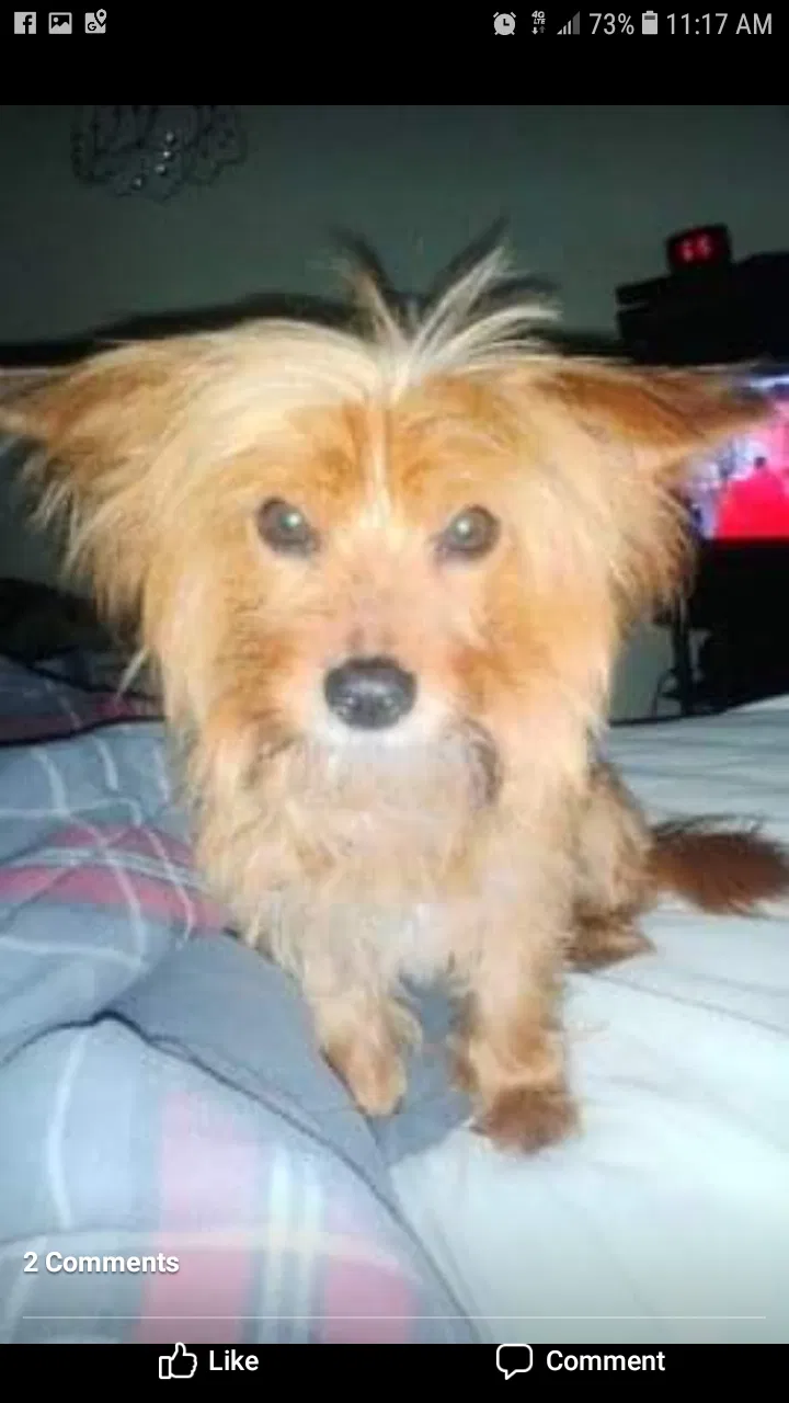 Lost dog in Decatur, GA, 30034