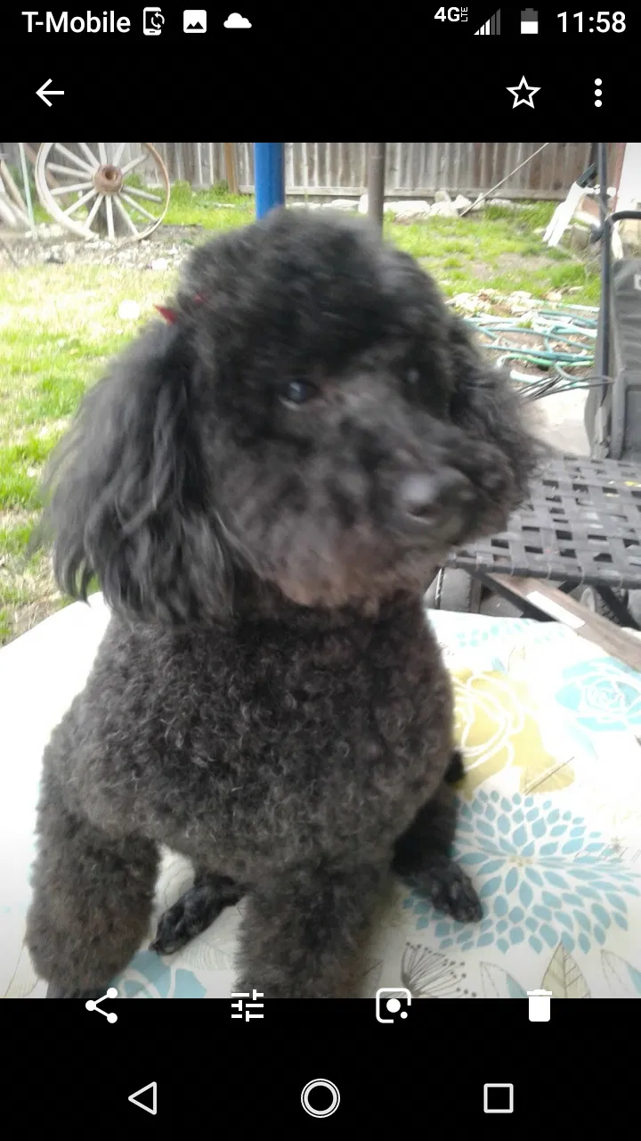 Lost dog in Fresno, CA, 93702