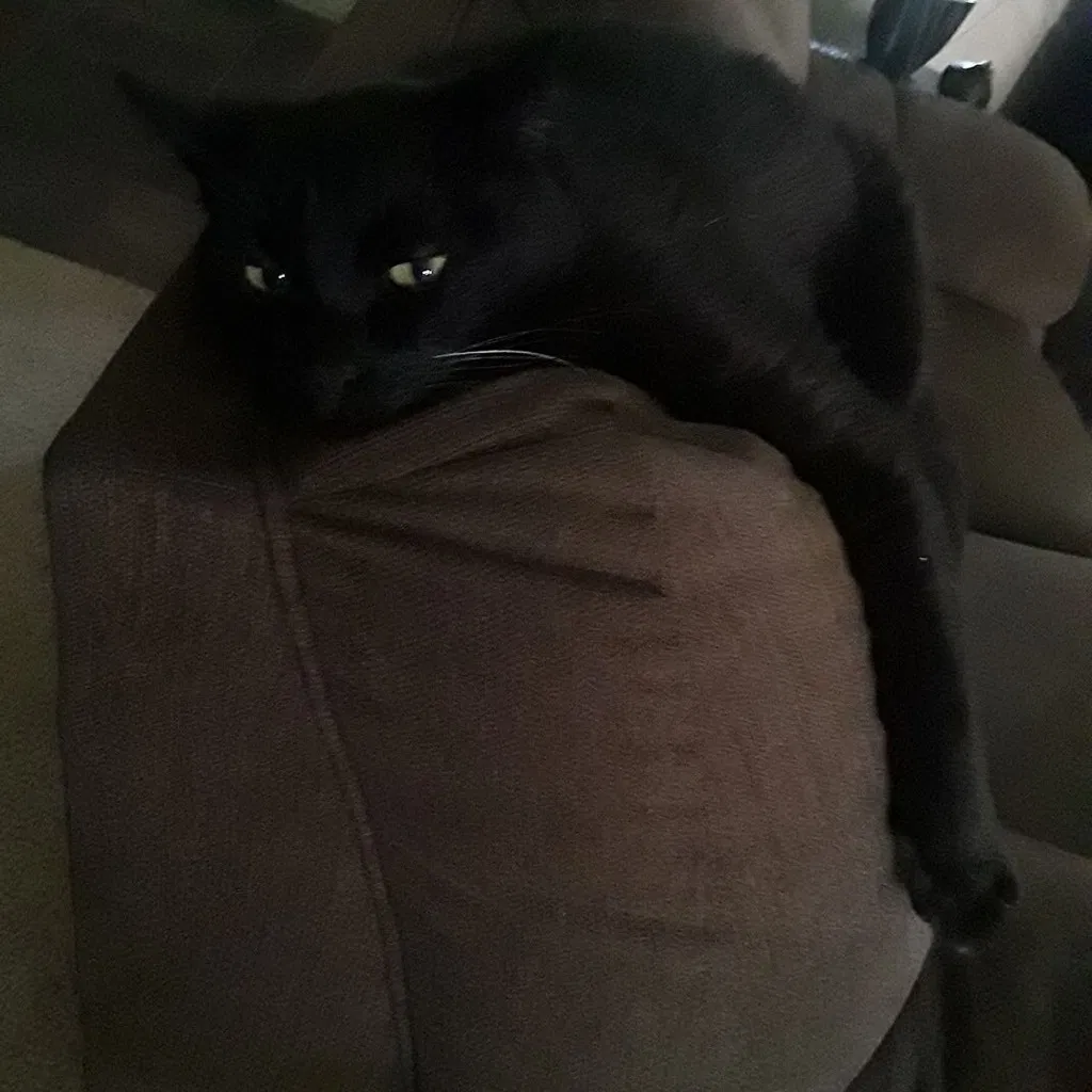 Lost cat in Portland, OR, 97223