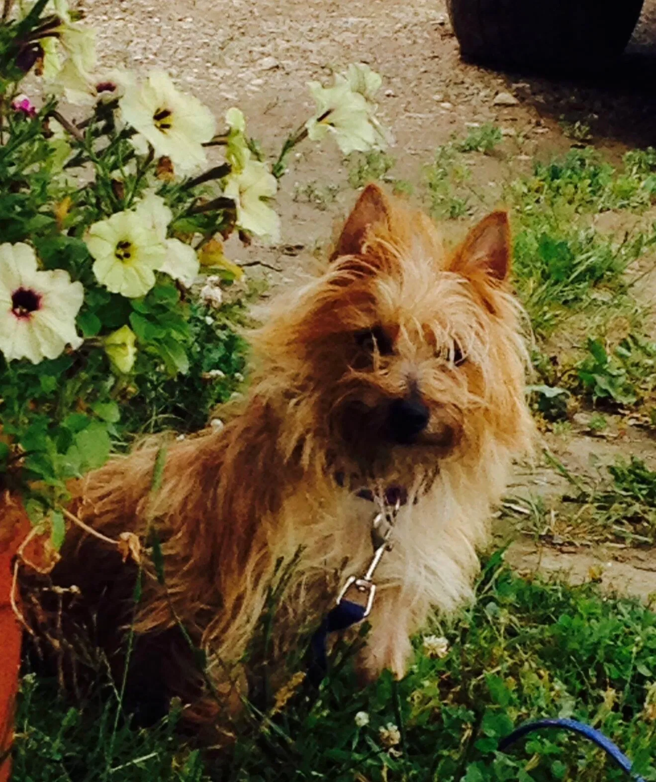 Lost dog in Pontiac, MI, 48341
