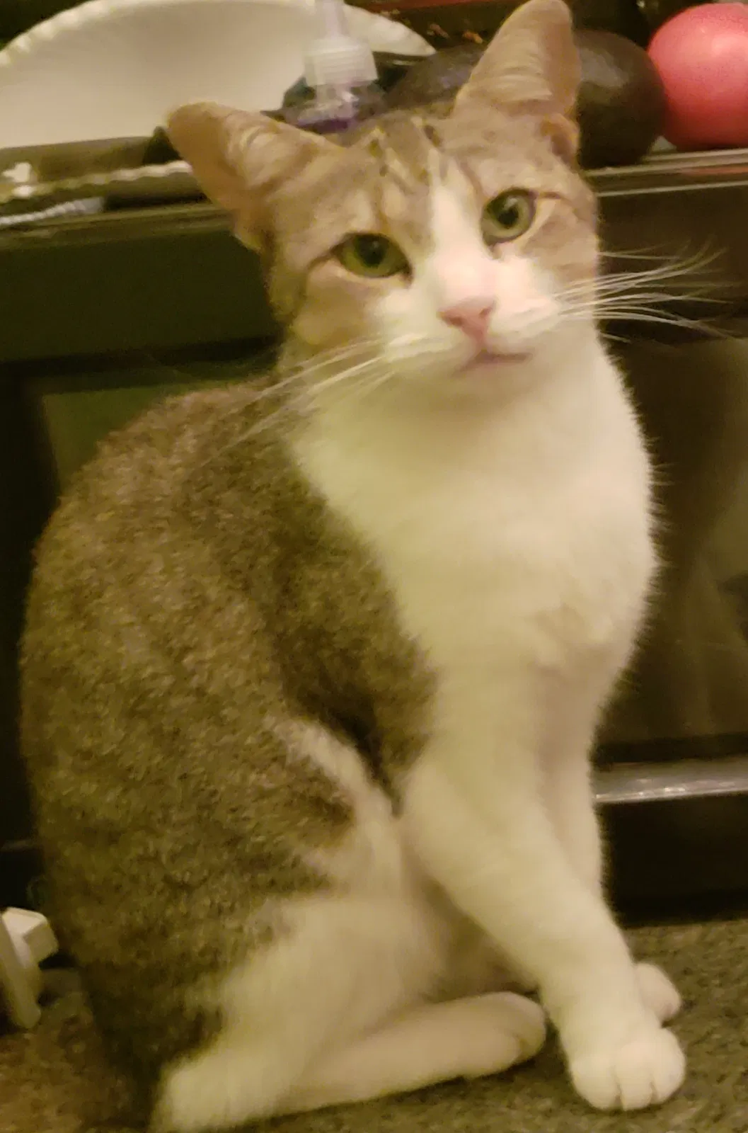 Lost cat in Pompano Beach, FL, 33062
