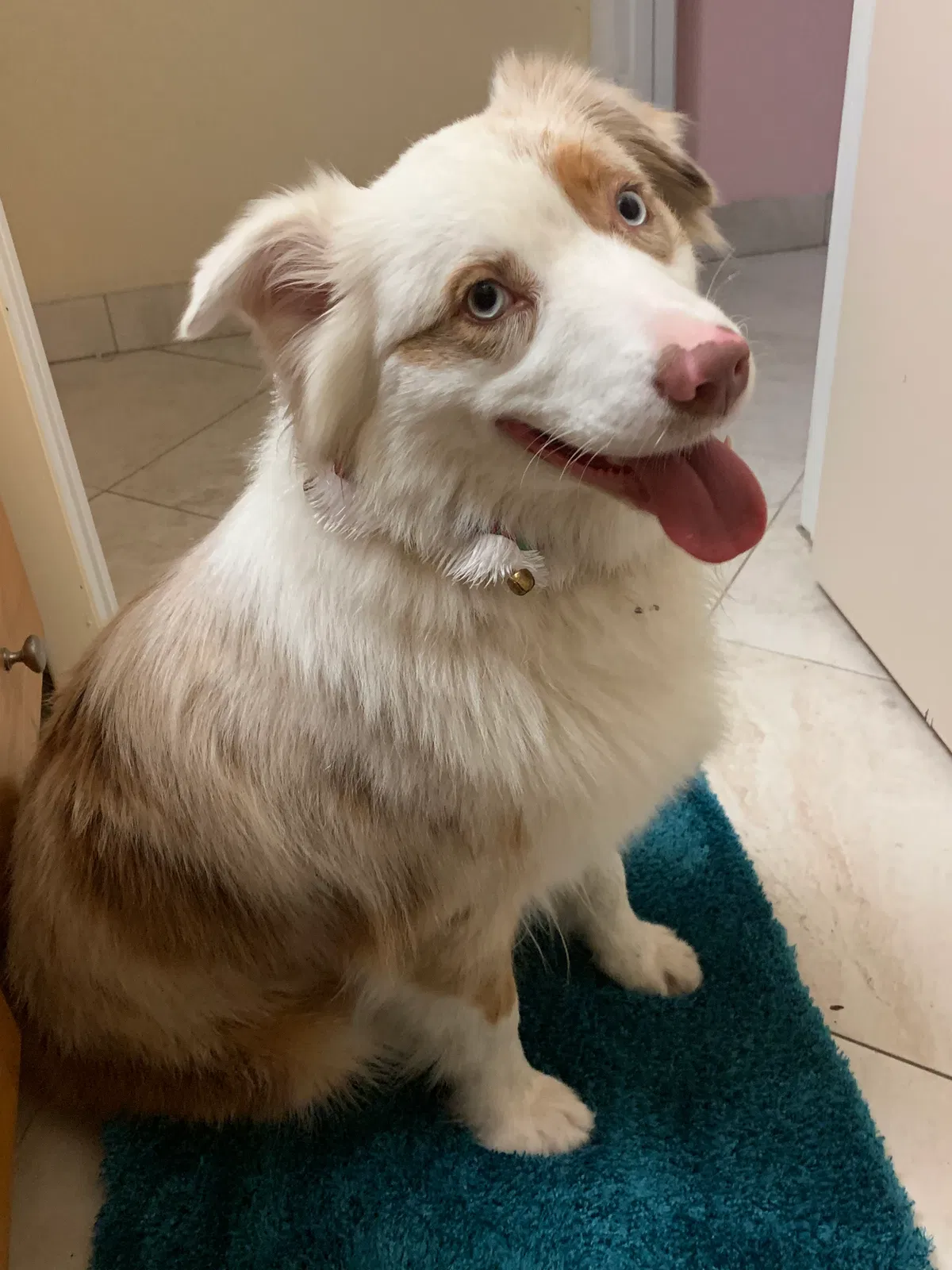 Lost dog in Malabar, FL, 32950