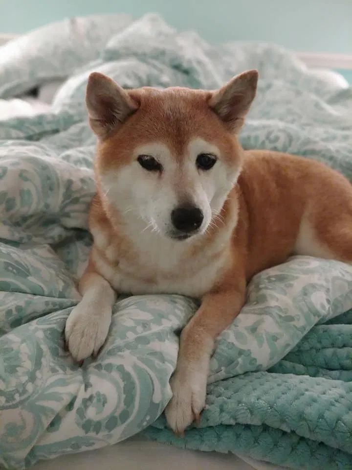 Lost dog in Cape Coral, FL, 33993