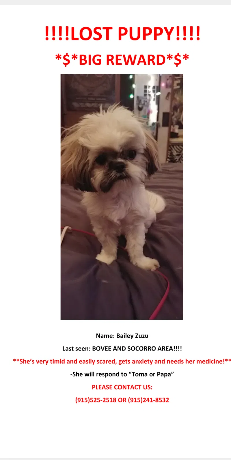 Lost dog in El Paso, TX, 79927