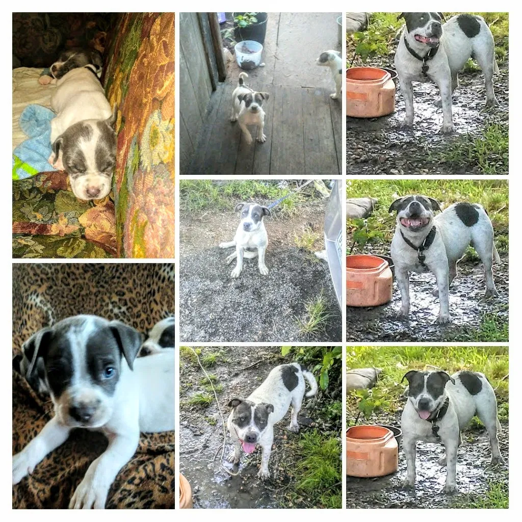 Lost dog in Victoria, TX, 77901