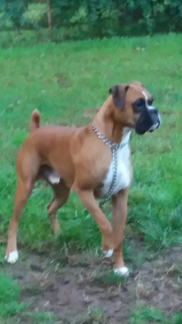 Lost dog in Boonsboro, MD, 21713