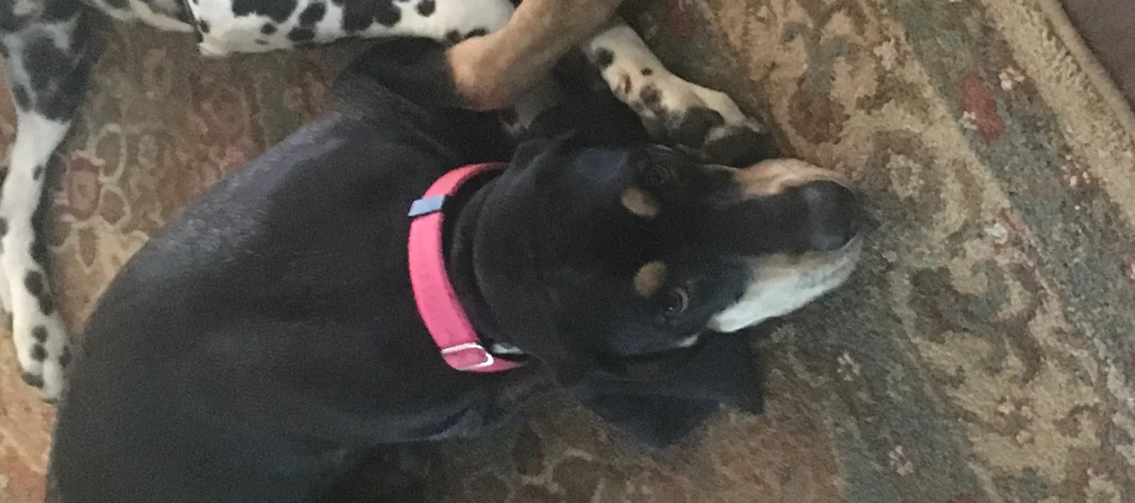 Lost dog in East Chatham, NY, 12060