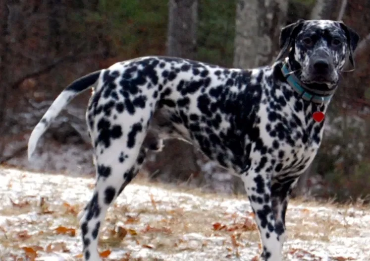 Lost dog in East Chatham, NY, 12060