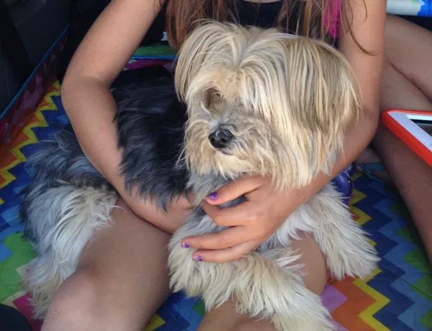 Lost dog in Santa Barbara, CA, 93105