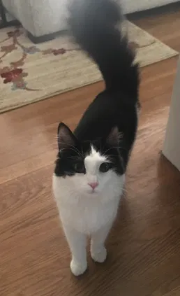 Lost cat in Midlothian, VA, 23113