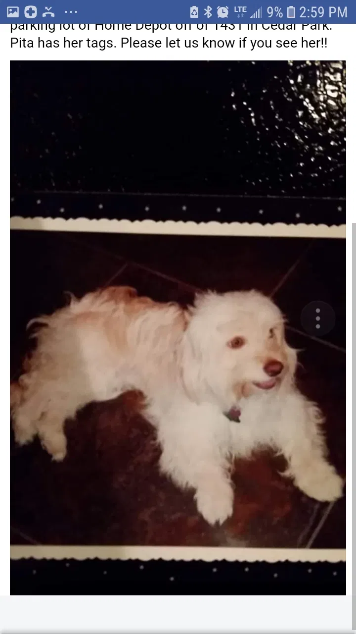 Lost dog in Austin, TX, 78727