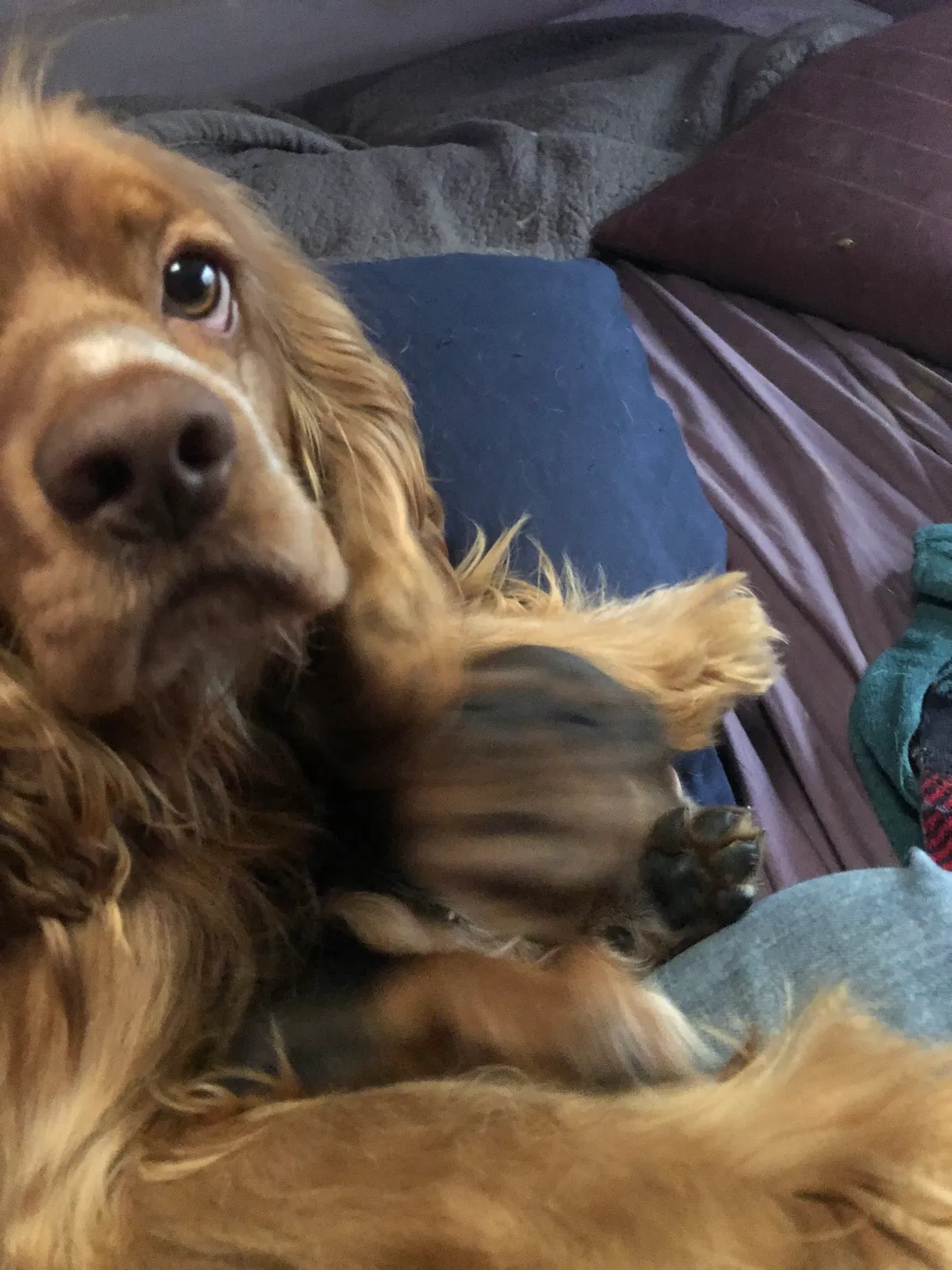 Lost dog in Pottstown, PA, 19465