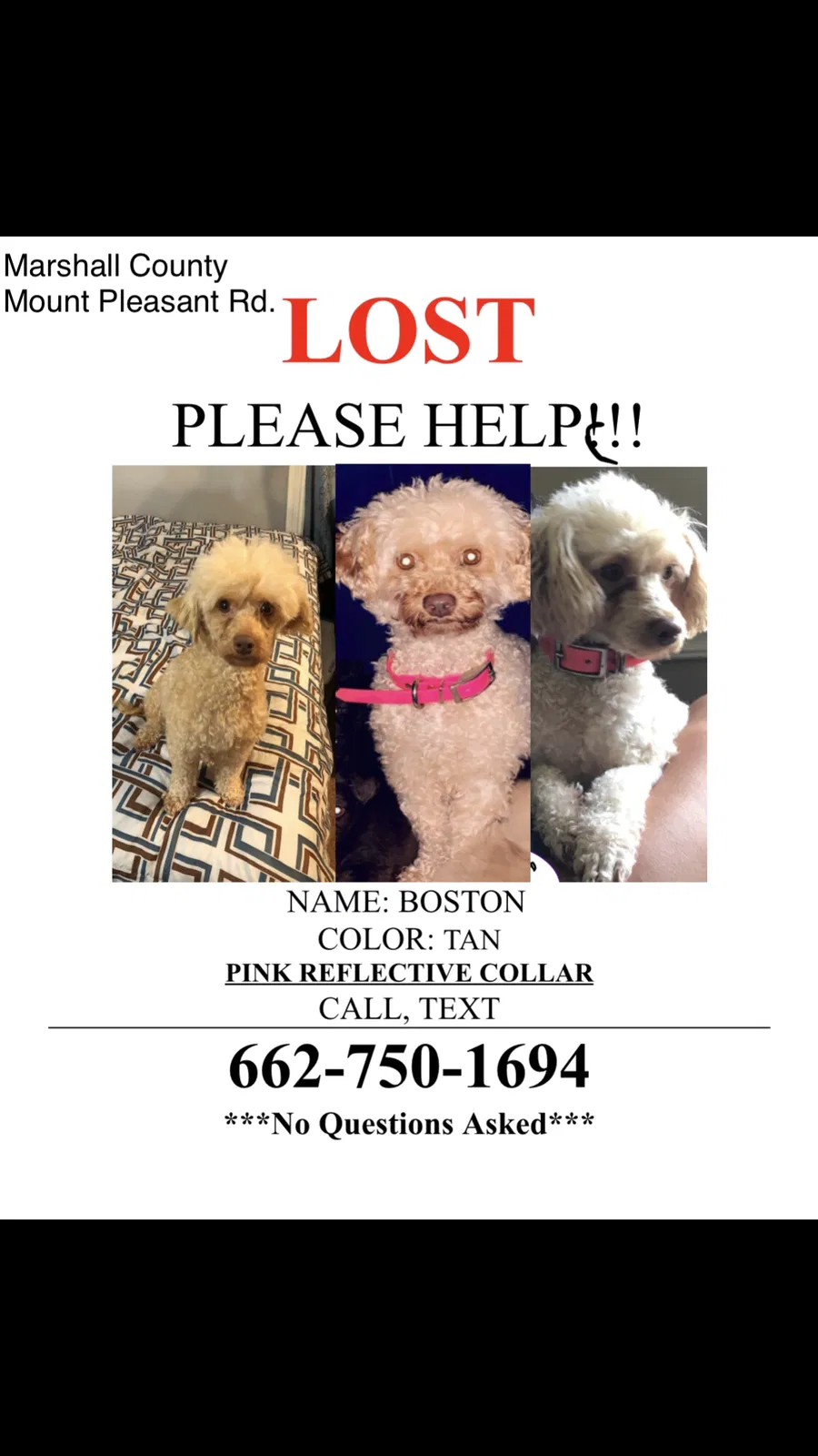 Lost dog in Tiplersville, MS, 38674