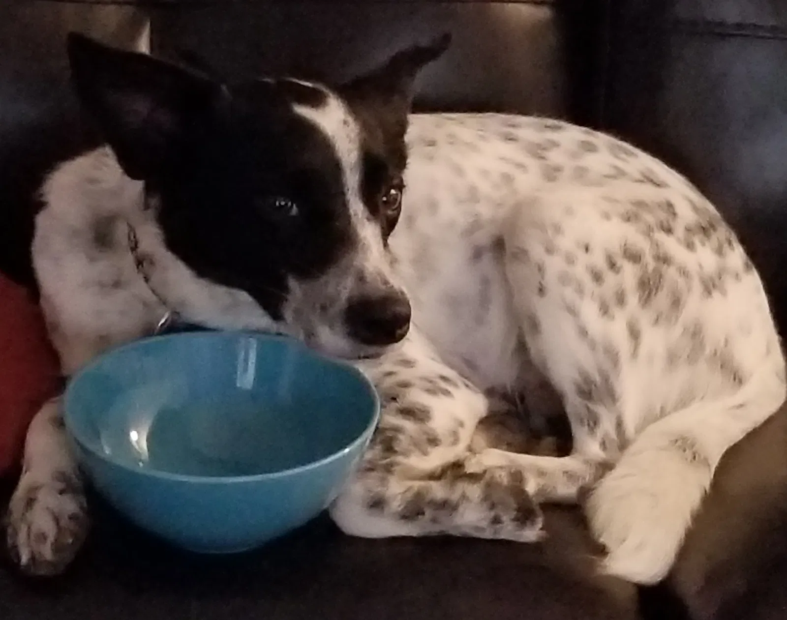 Lost dog in Denville, NJ, 7834