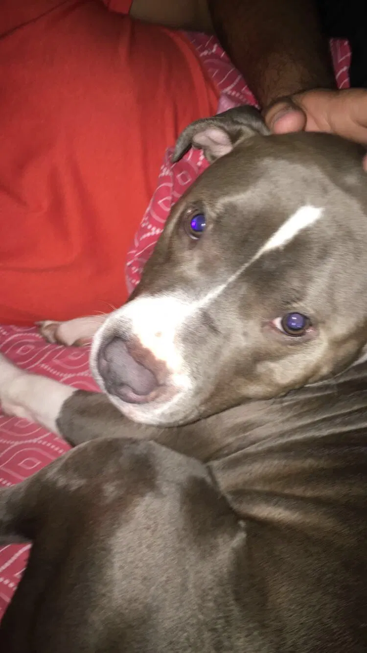 Lost dog in Gastonia, NC, 28052