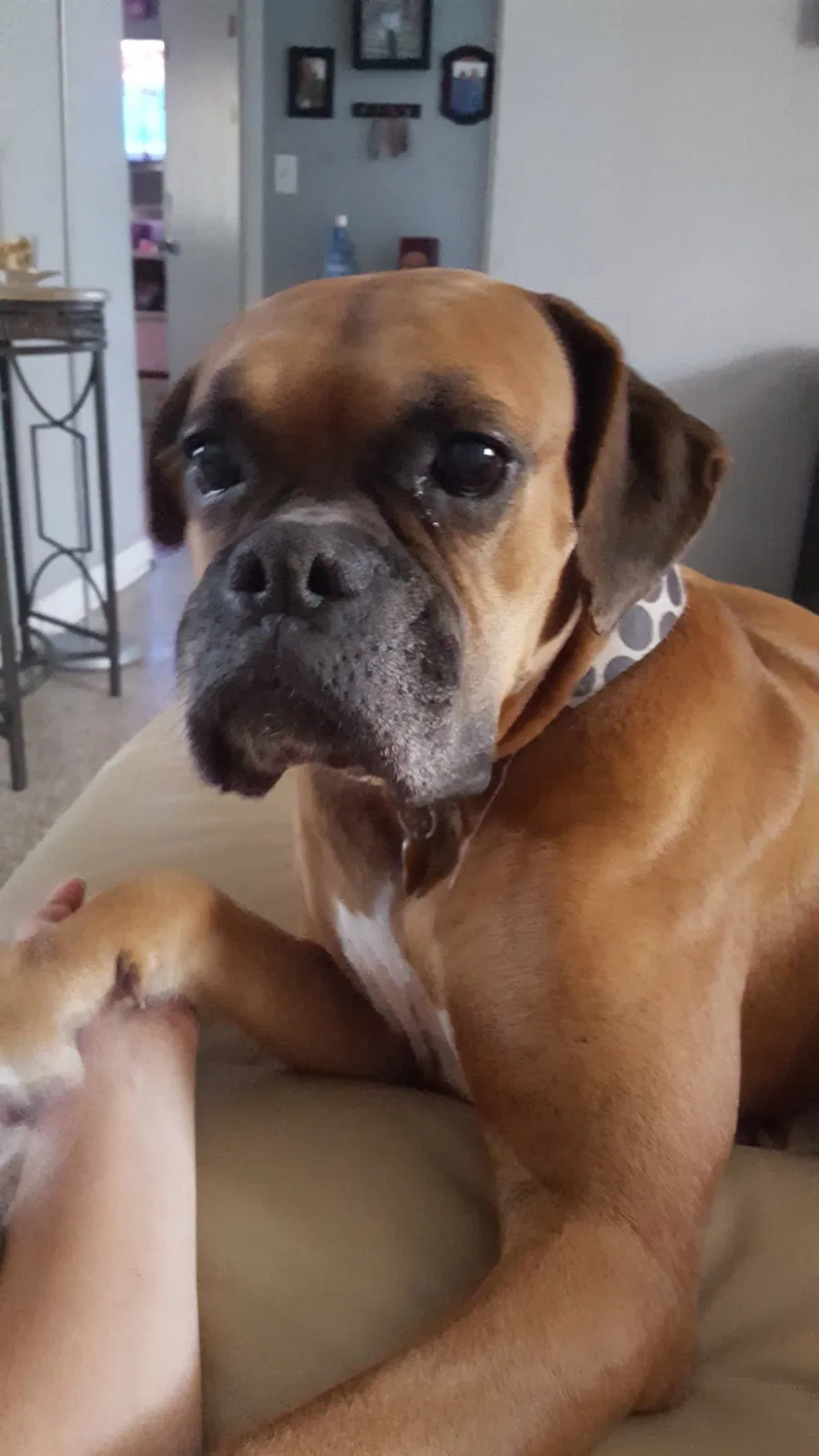Lost dog in West Palm Beach, FL, 33401