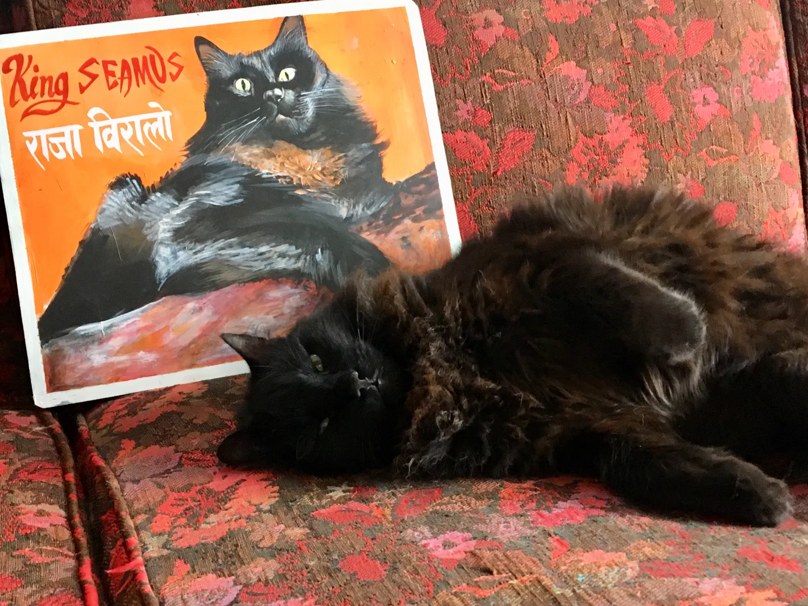 Lost cat in Seattle, WA, 98106