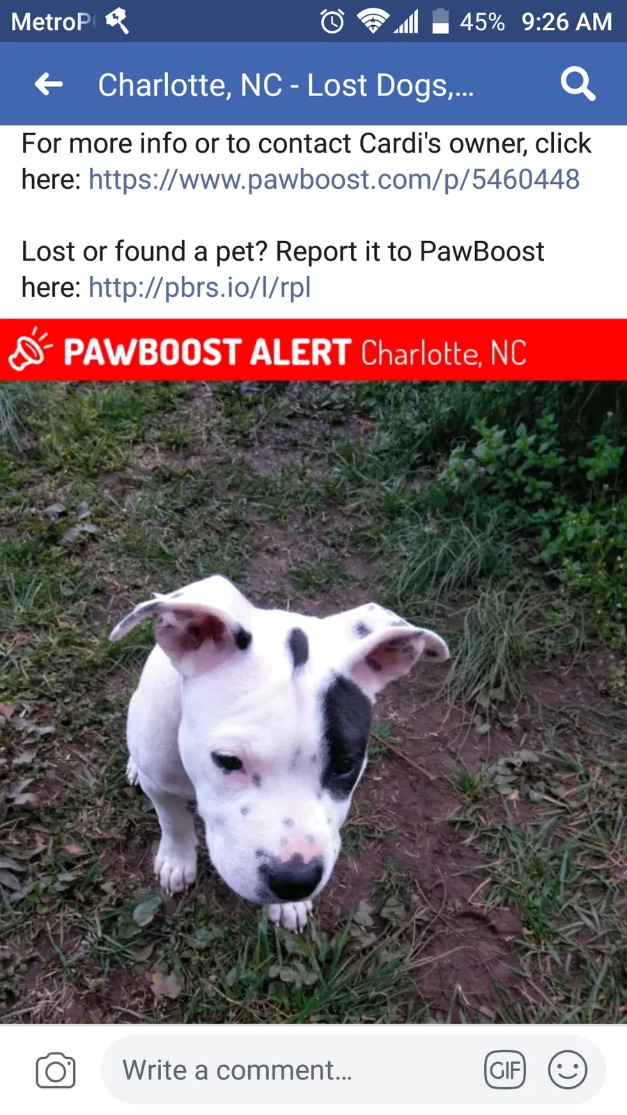 Lost dog in Charlotte, NC, 28216
