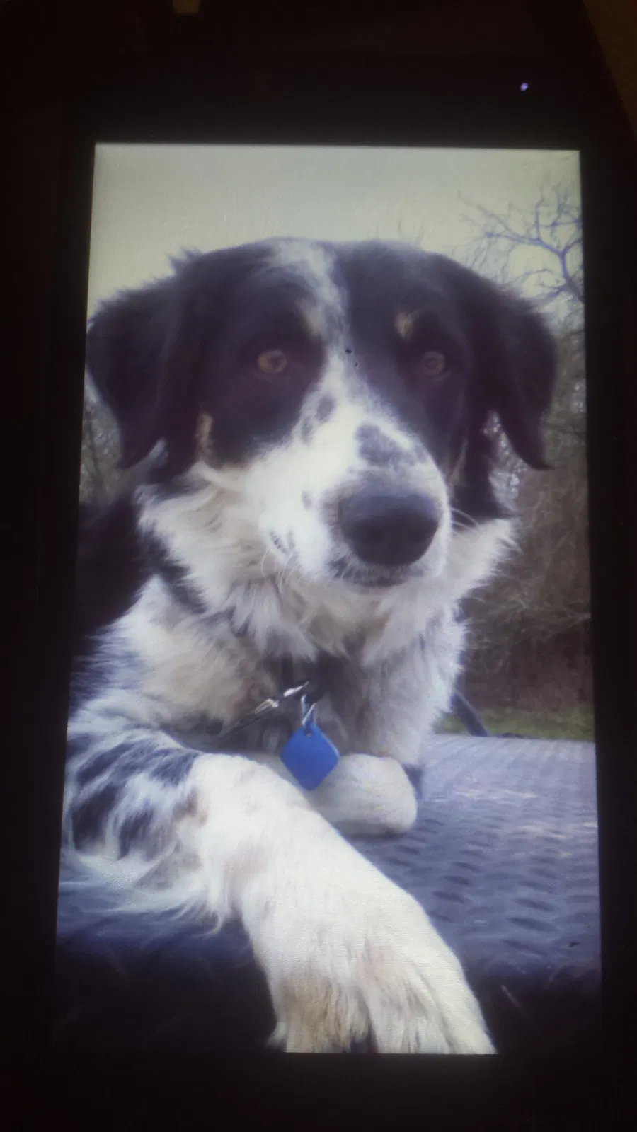 Lost dog in Florence, TX, 76527