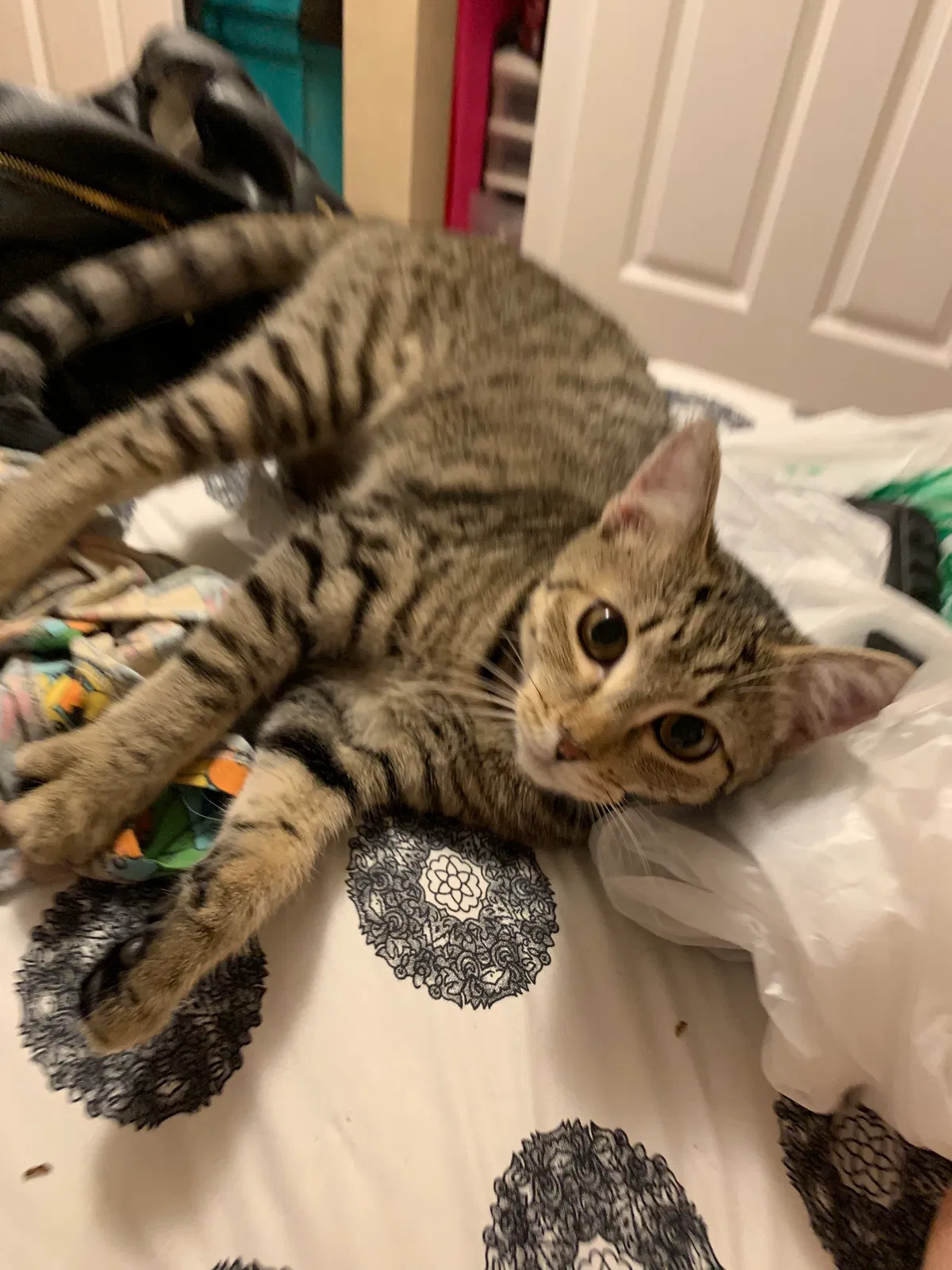 Lost cat in Port Orchard, WA, 98366