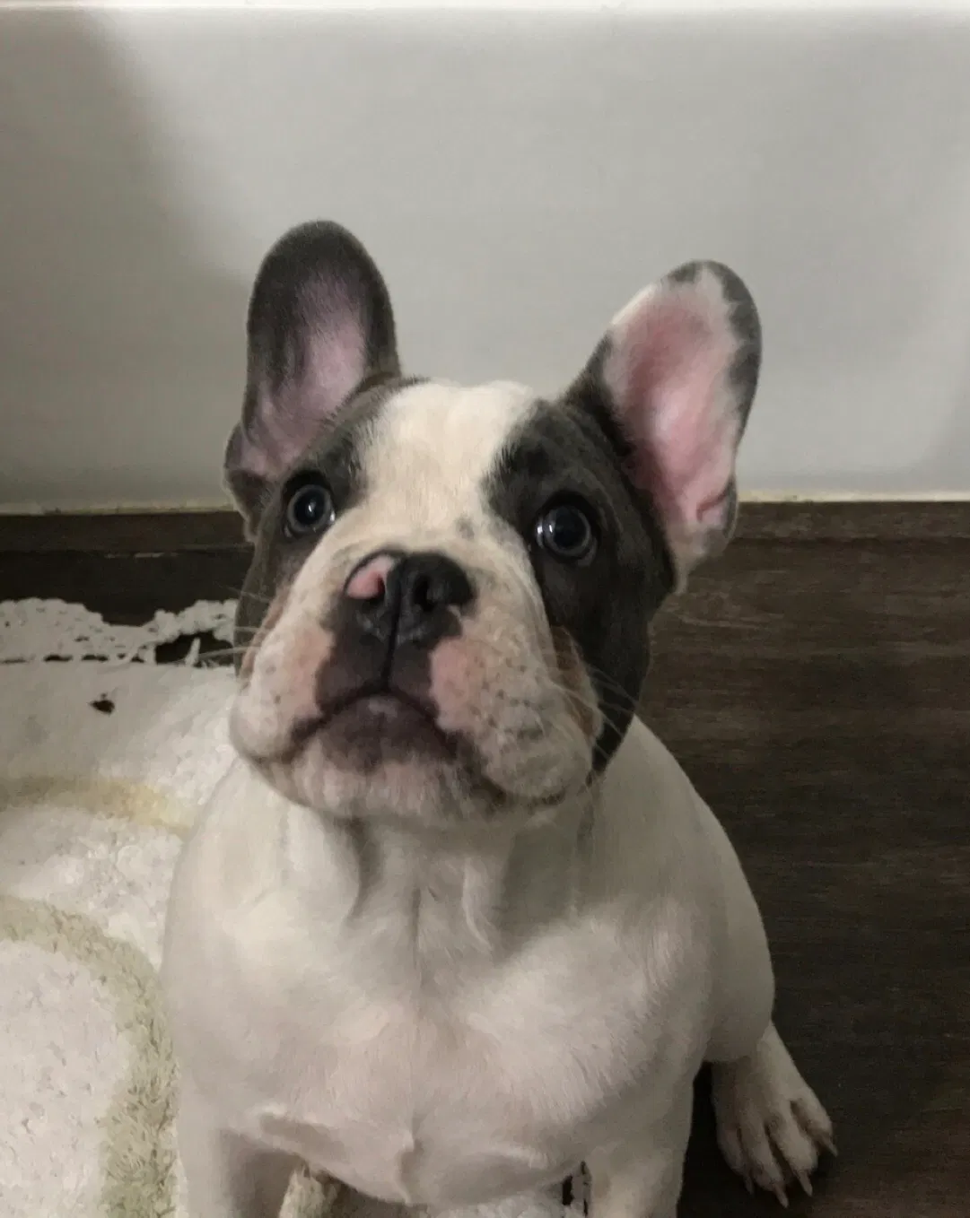 Lost dog in National City, CA, 91950